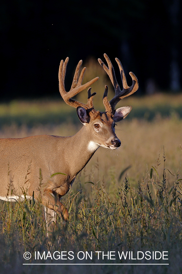 White-tailed buck in the rut.