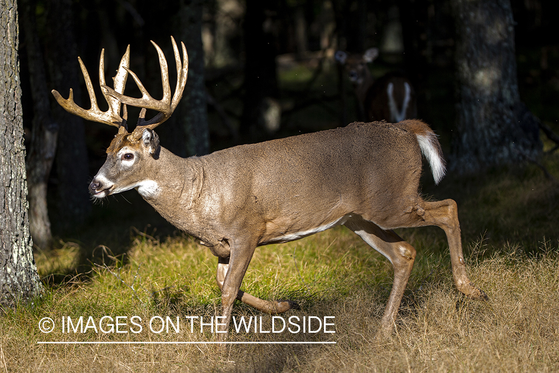 White-tailed buck in field.