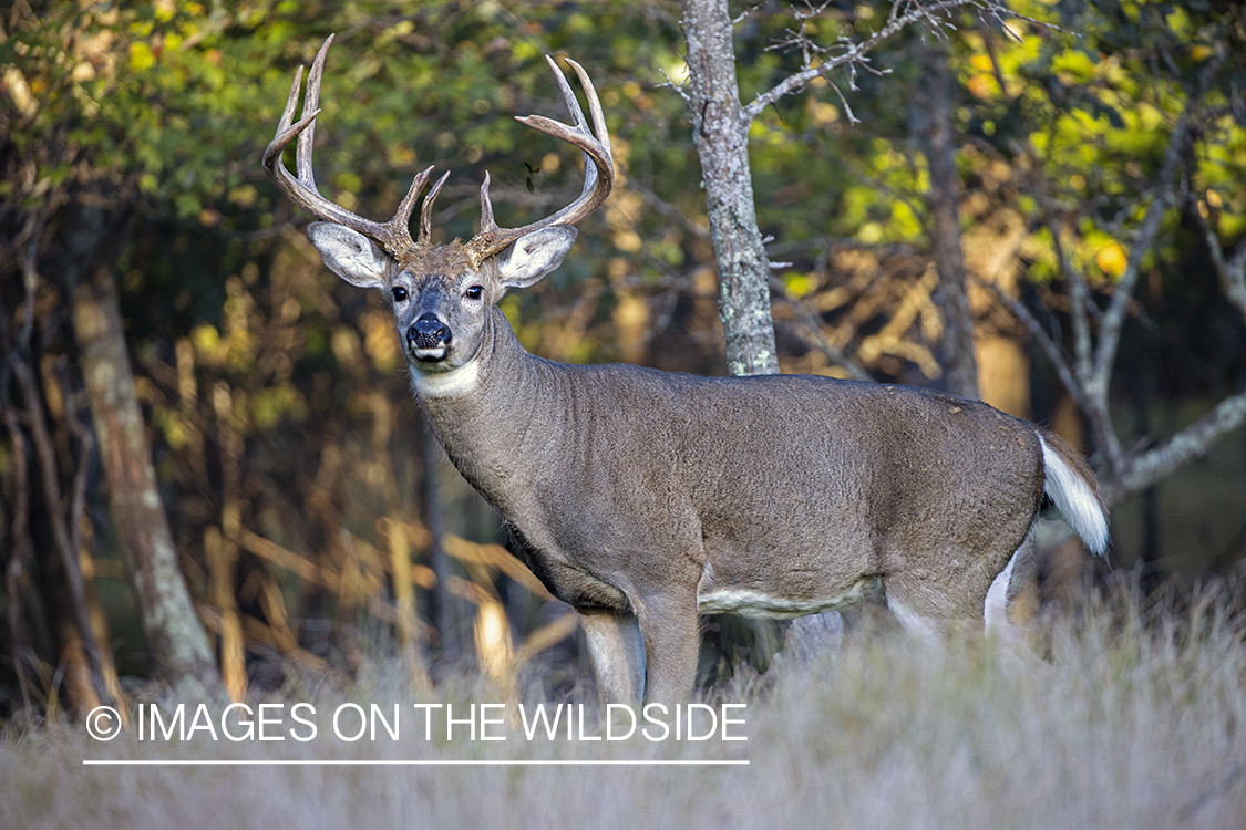 White-tailed buck in field.