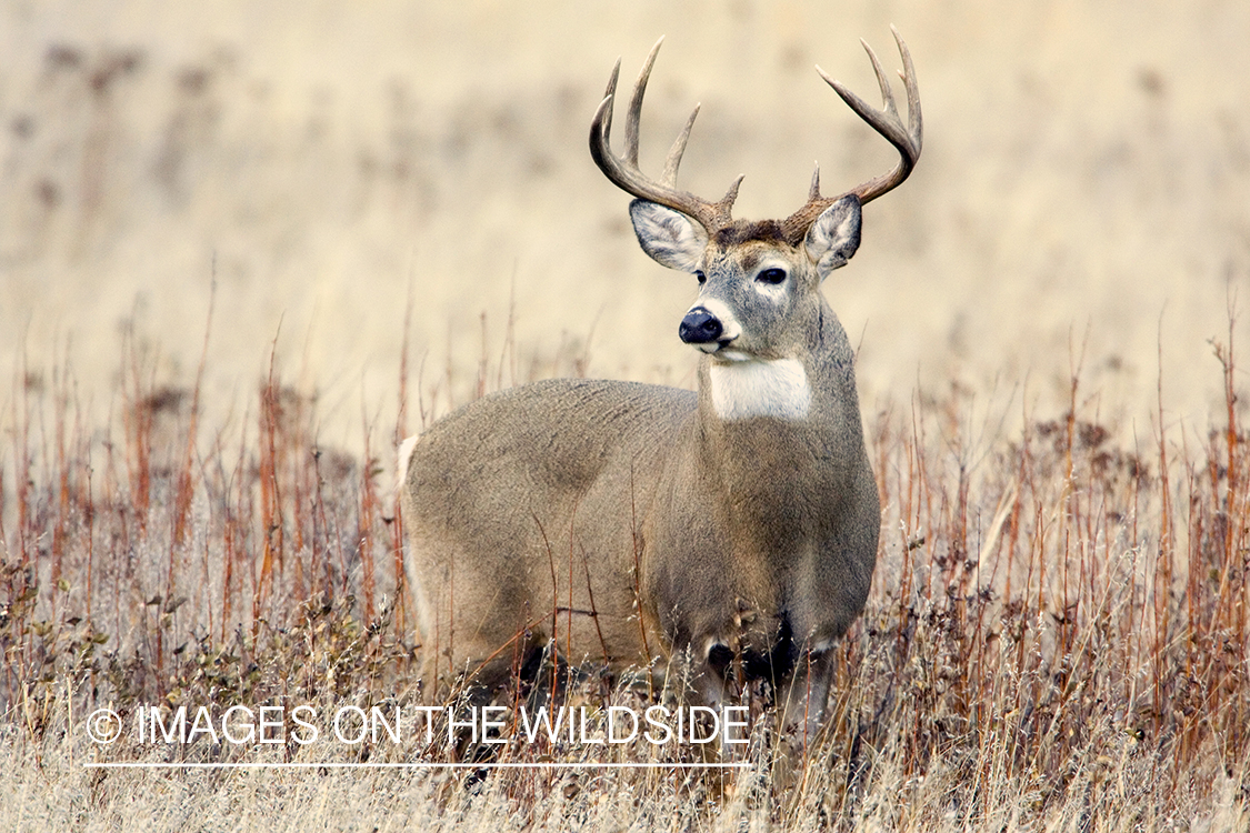 White-tailed deer in habitat