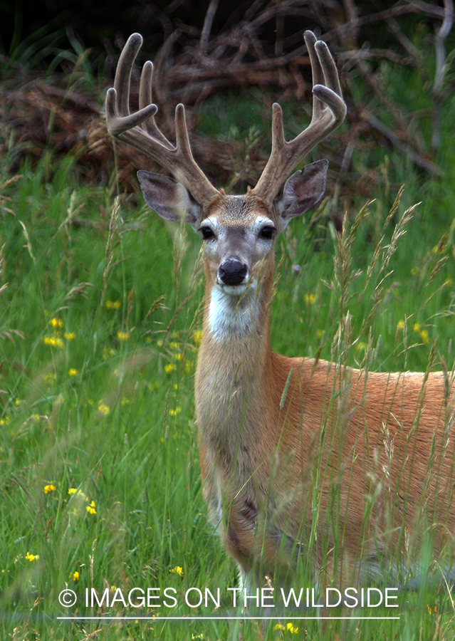 White-tailed deer in the velvet