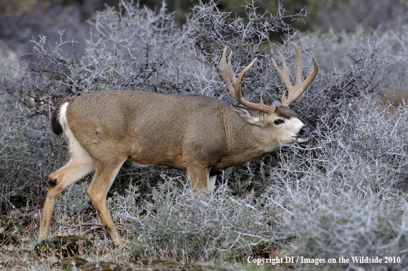 Black tail teer in habitat