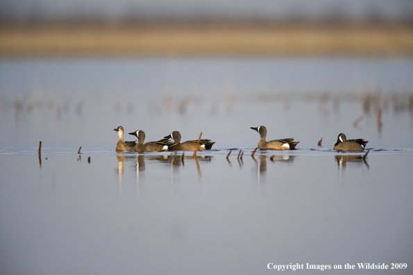 Blue-Winged Teal hens swimming