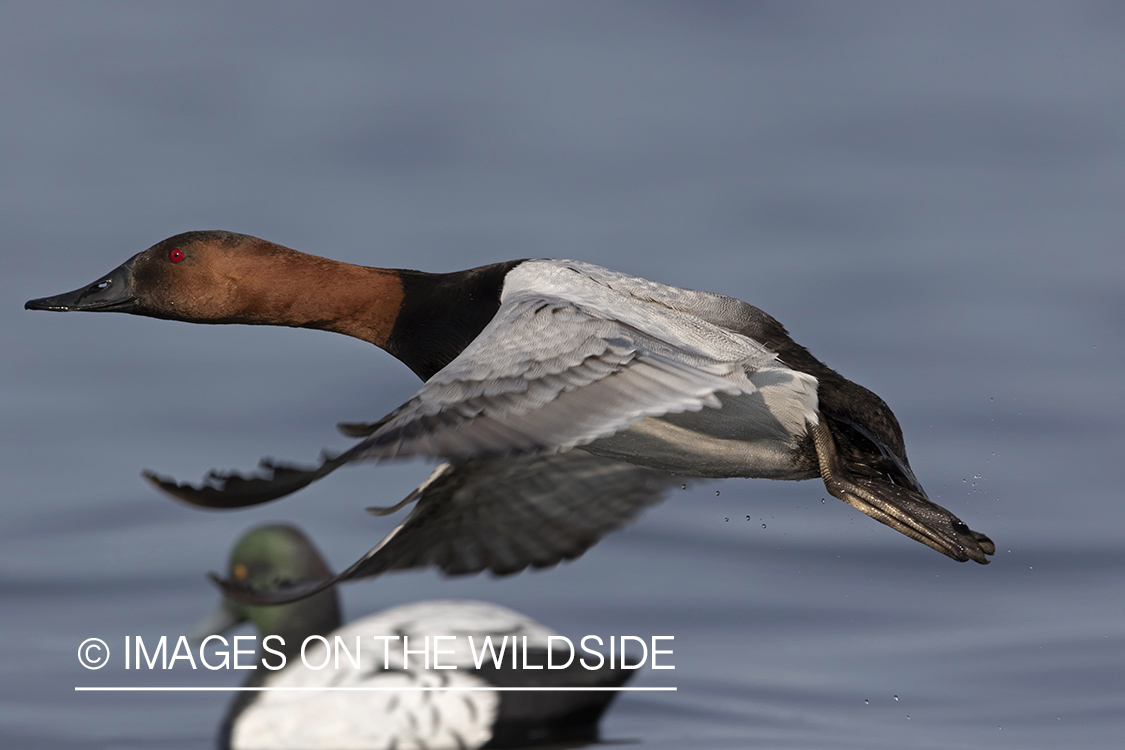 Canvasback in flight.