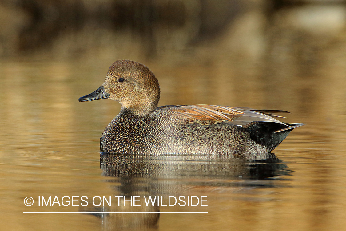 Gadwall on water.