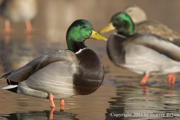 Mallards standing in pond.