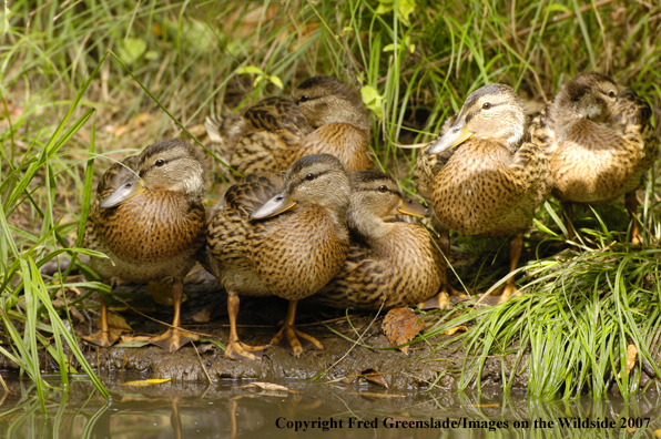 Mallard duck