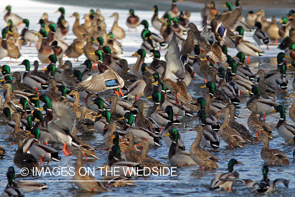 Flock of Mallards in winter habitat.