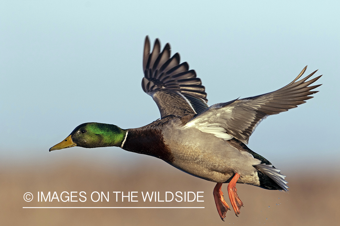 Mallard drake in flight.