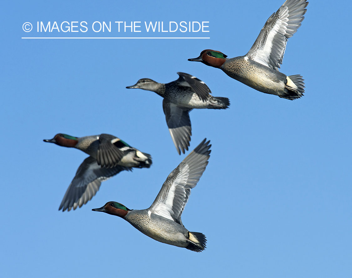 Green-winged Teal flock in flight.