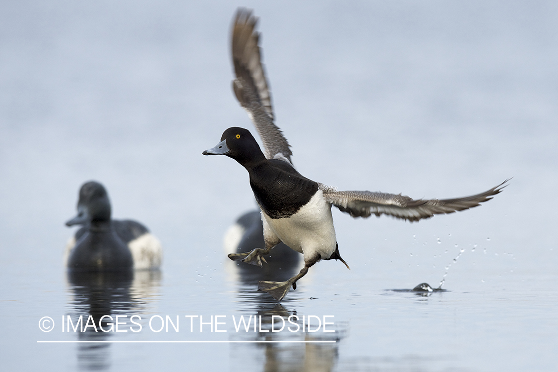 Lesser Scaup duck landing with decoys.