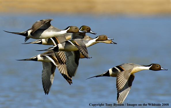 Pintails in habitat