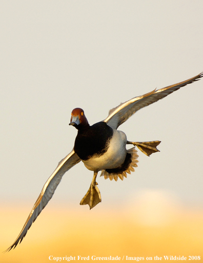 Redheaded duck in flight