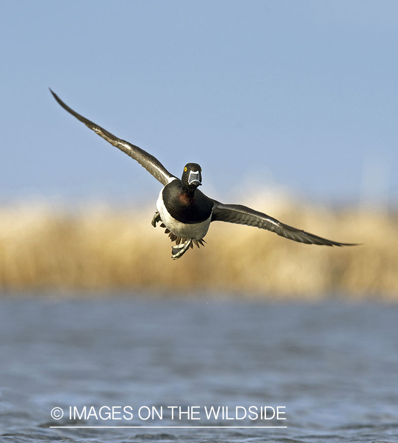 Ring-necked ducks in flight.