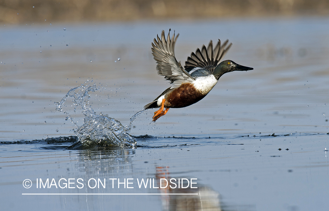 Shoveler in flight.