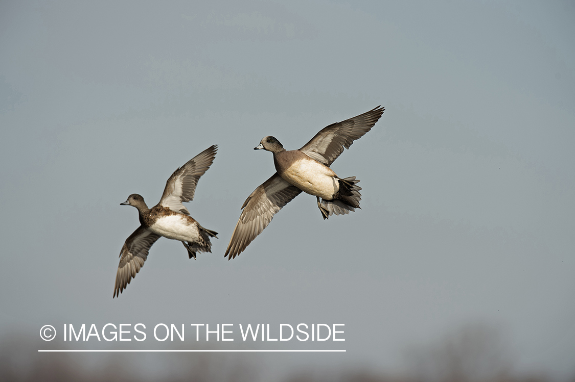 Wigeon in flight.