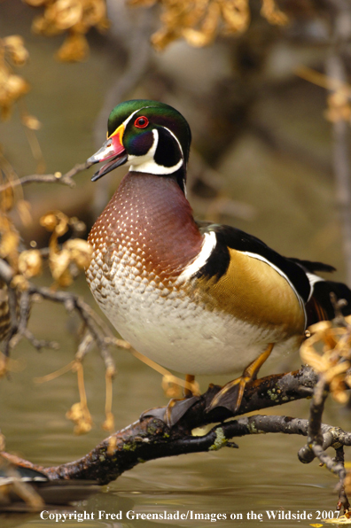 Wood duck