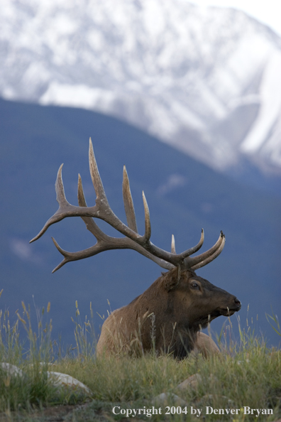 Rocky Mountain bull elk in habitat.