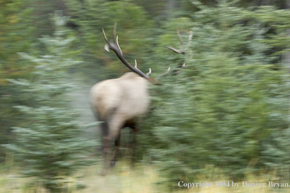 Rocky Mountain bull elk (in motion).