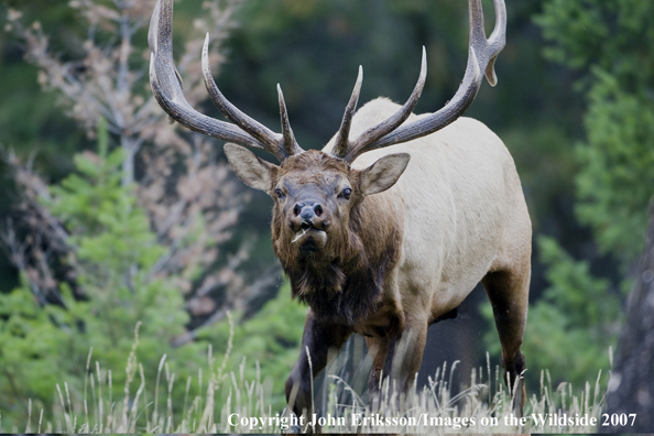 Elk in habitat