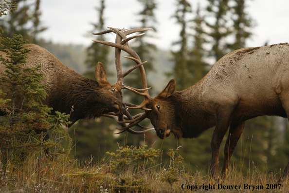 Rocky Mountain Elk sparring