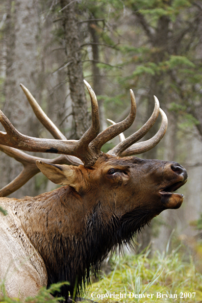 Rocky Mountain Elk bedded down