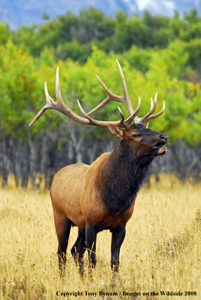 Rocky Mountain Elk in habitat