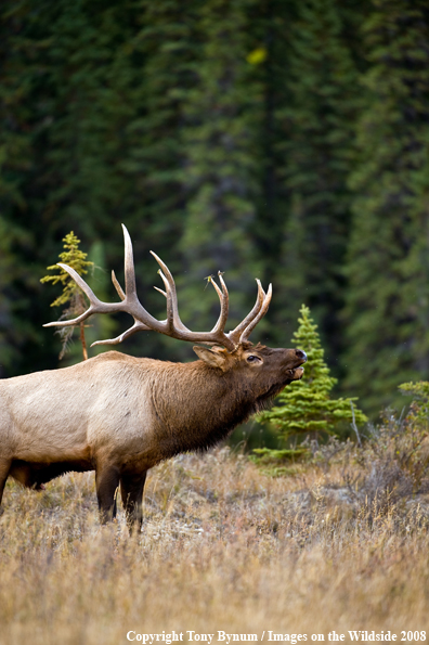 Bull Elk in field