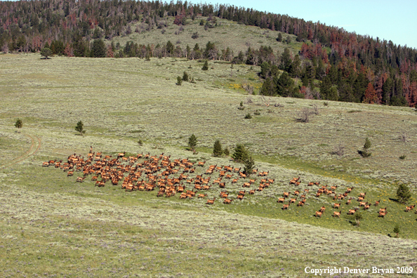 Rocky Mountain Elk in habitat