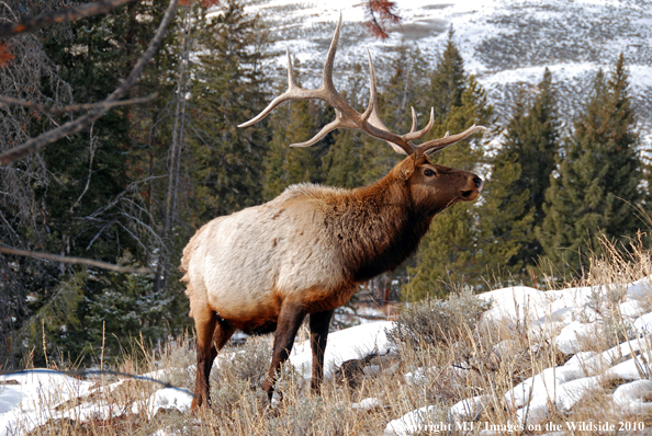 Rocky Mountain Bull Elk in habitat. 