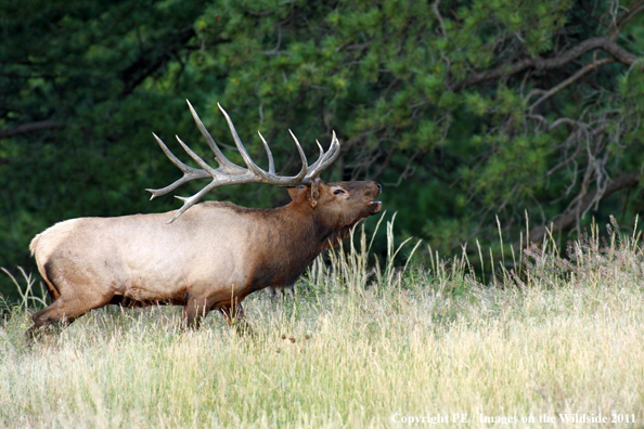 Rocky Mountain elk bugling. 