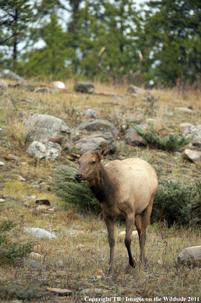 Rocky Mountain cow elk in habitat. 