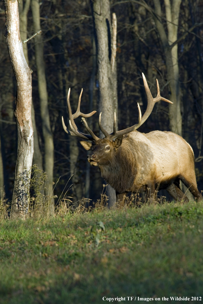 Bull elk bugling. 