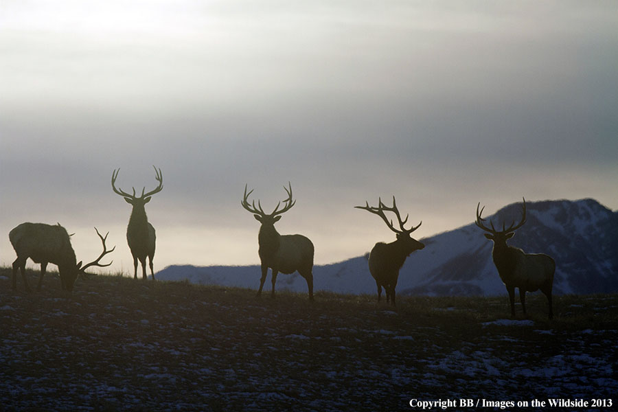 Rocky Moutain Elk in habitat.