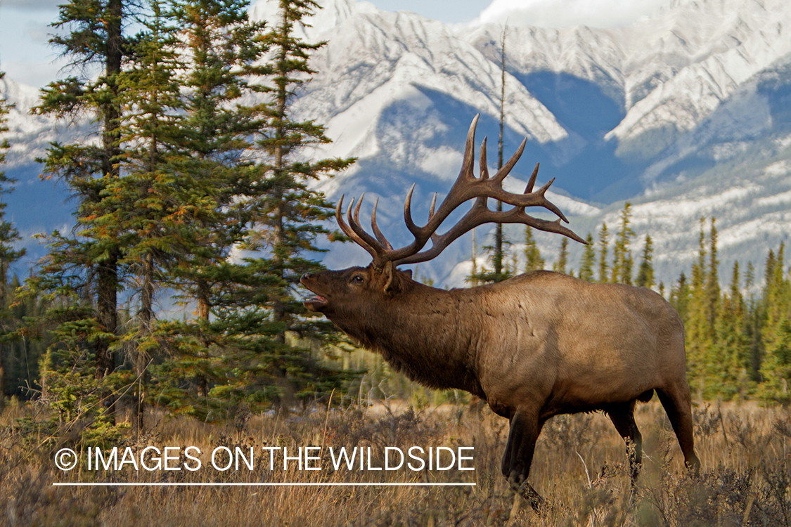 Rocky Mountain Bull Elk bugling in habitat.