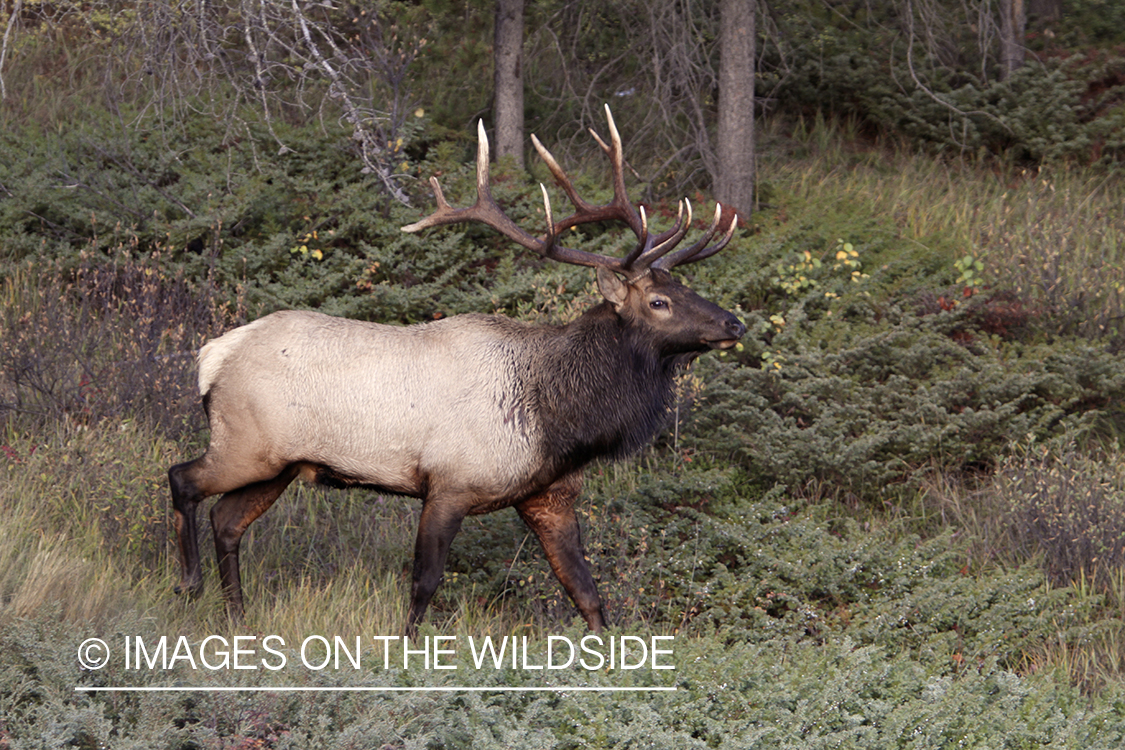 Rocky Mountain Bull Elk in habitat.