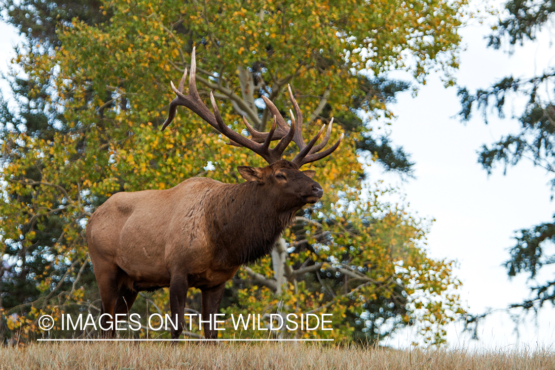 Rocky Mountain Bull Elk in habitat.