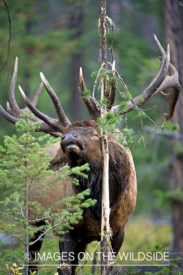 Bull elk making scrape.