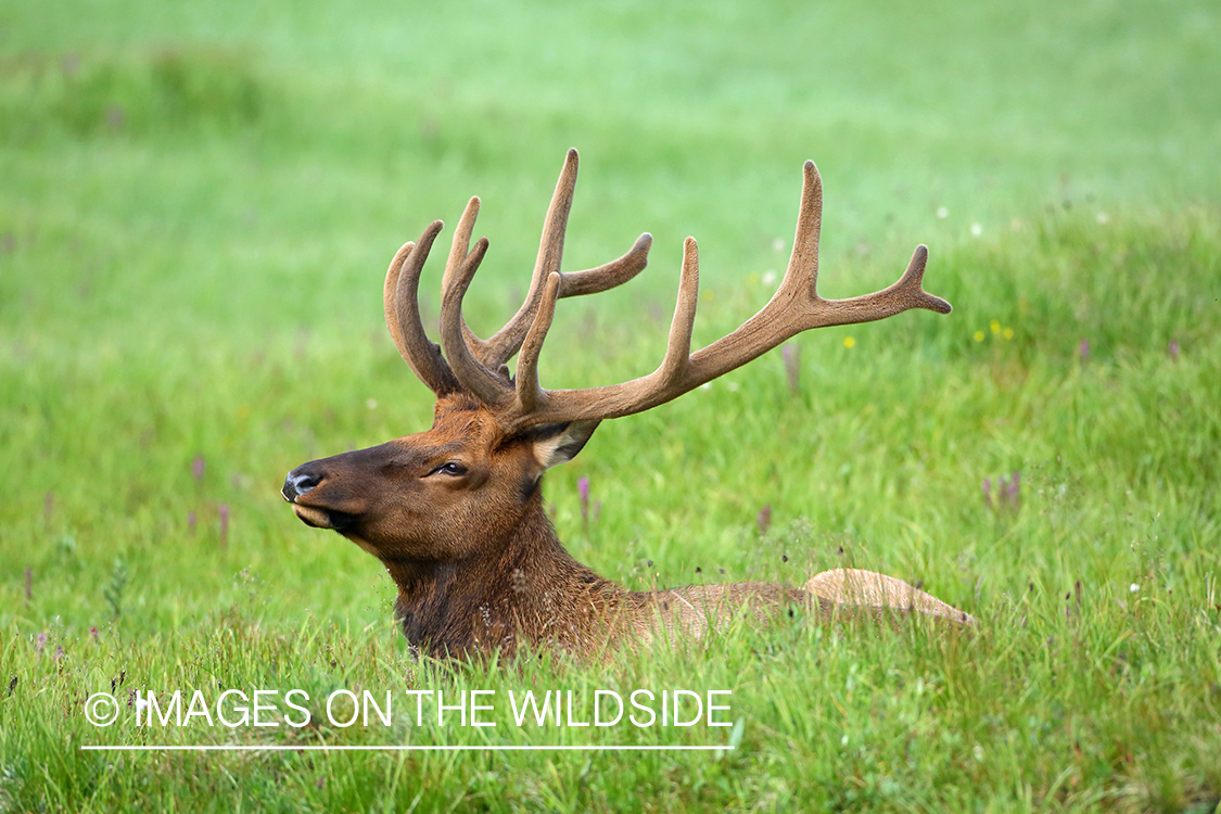 Rocky Mountain Bull Elk in Velvet.