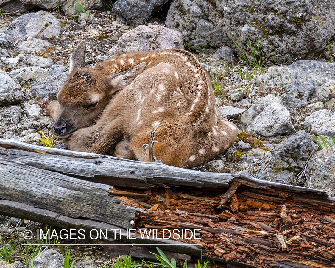 Elk calf sleeping.