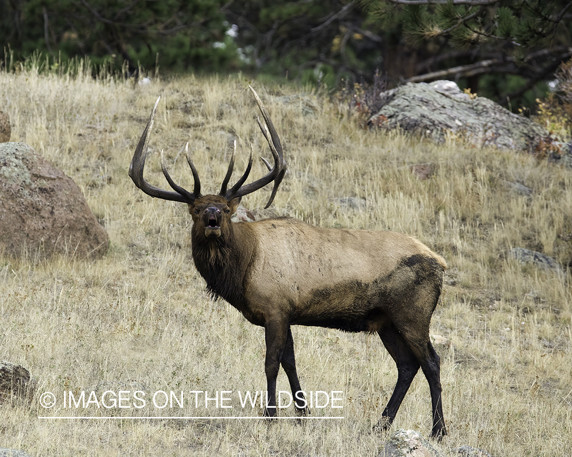 Bull elk bugling.