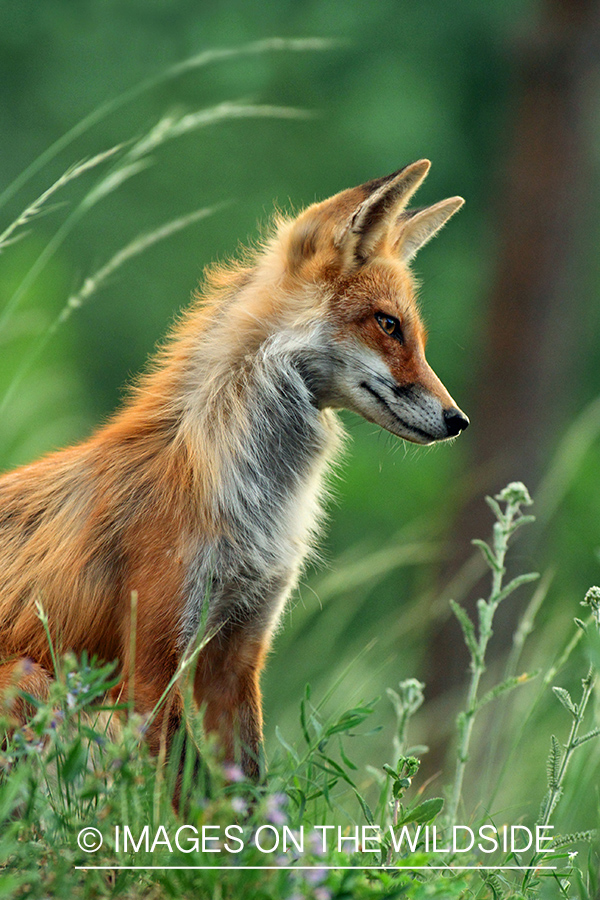 Red Fox in habitat.