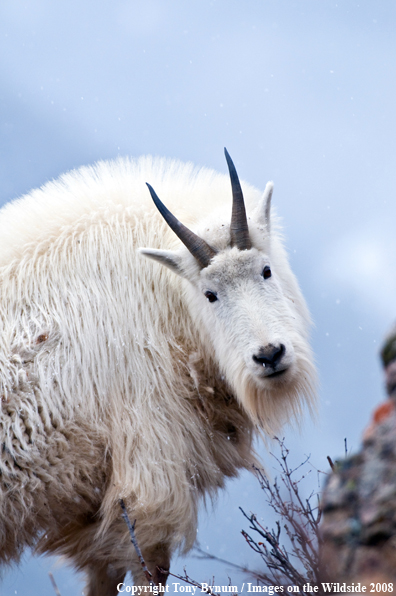 Billy Mountain Goat