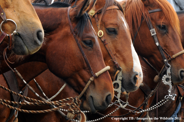 Ranch horses all geared up