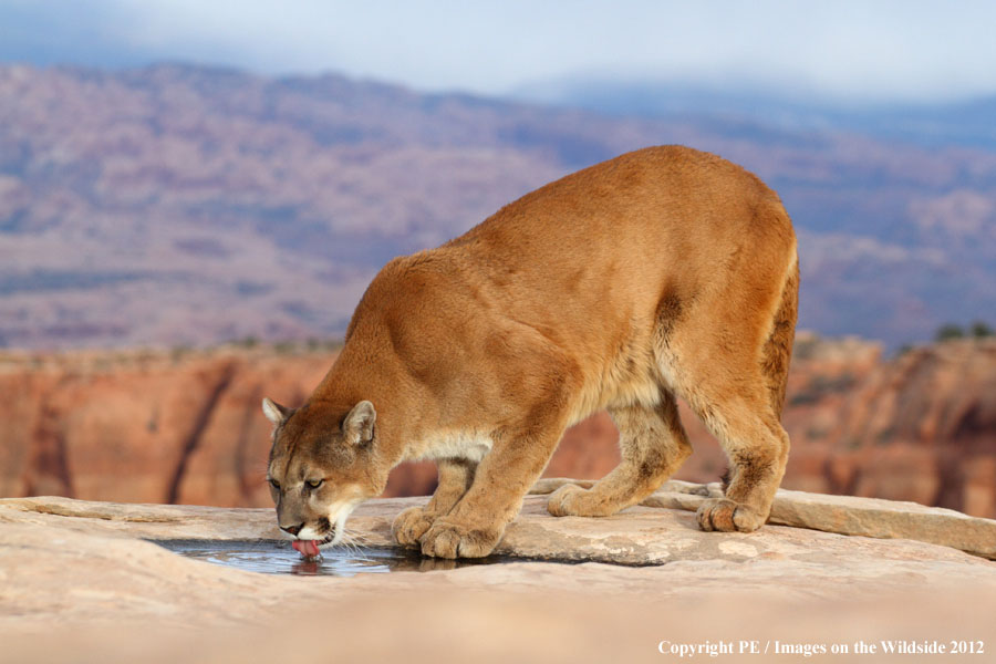 Mountain Lion in habitat.