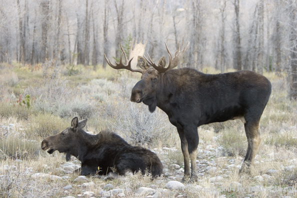 Shiras bull moose in habitat with cow.