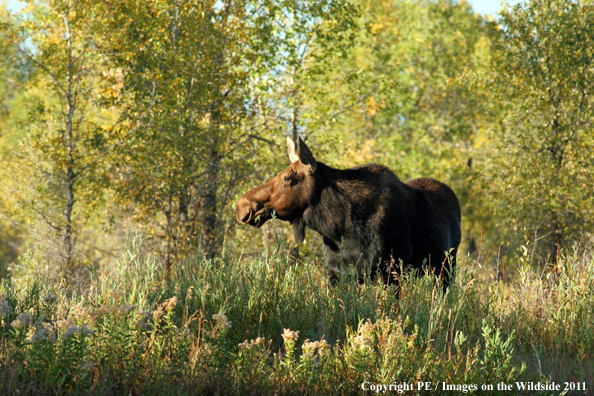 Moose in habitat. 