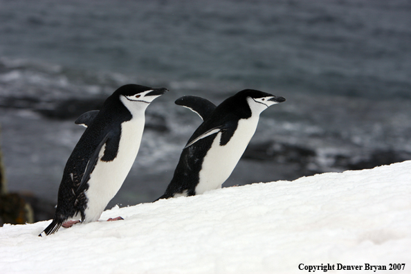 Chinstrap penguin in habitat