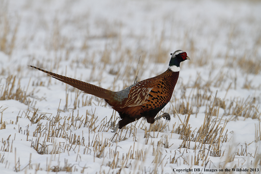 Ring-necked pheasant in field.