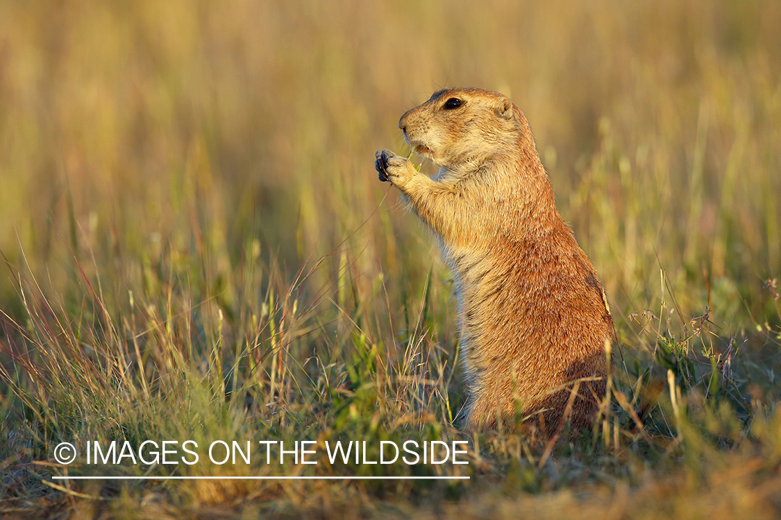 Prairie dog in habitat.